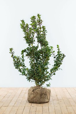 Stechpalme Ilex meserveae Blue Prince Hecke 100-125 Ballen Stechpalme / Ilex Meserveae Blue Prince 100-125 cm