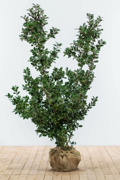 Stechpalme / Ilex Meserveae Blue Prince 125-150 cm