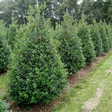 Stechpalme / Ilex Meserveae Blue Prince 125-150 cm