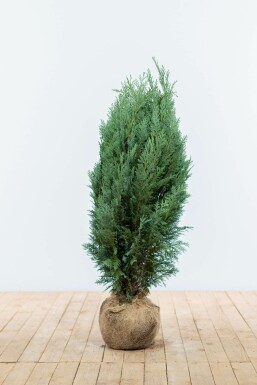 Blaue Scheinzypresse Chamaecyparis lawsoniana Columnaris Glauca Hecke 80-100 Ballen Blaue Scheinzypresse Chamaecyparis Lawsoniana Columnaris Glauca 80-100 cm