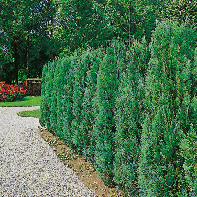 Blaue Scheinzypresse Chamaecyparis Lawsoniana Columnaris Glauca 80-100 cm