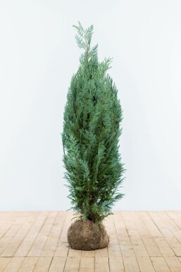 Blaue Scheinzypresse Chamaecyparis lawsoniana Columnaris Glauca Hecke 100-120 Ballen Blaue Scheinzypresse Chamaecyparis Lawsoniana Columnaris Glauca 100-120 cm