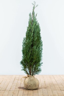Blaue Scheinzypresse Chamaecyparis lawsoniana Columnaris Glauca Hecke 120-140 Ballen Blaue Scheinzypresse Chamaecyparis Lawsoniana Columnaris Glauca 120-140 cm
