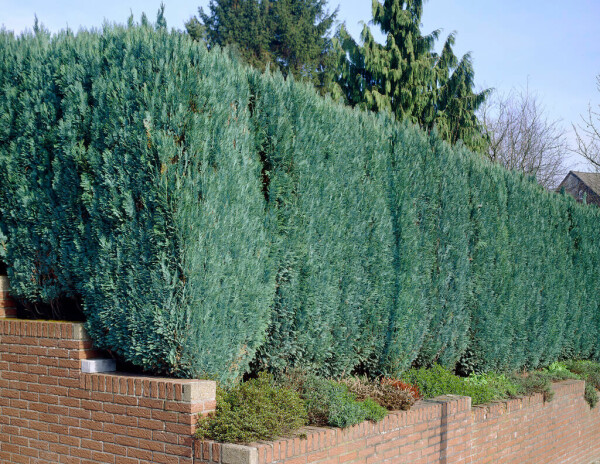Blaue Scheinzypresse Chamaecyparis lawsoniana Columnaris Glauca Hecke 140-160 Ballen Blaue Scheinzypresse Chamaecyparis Lawsoniana Columnaris Glauca 140-160 cm