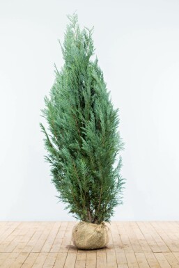 Blaue Scheinzypresse Chamaecyparis lawsoniana Columnaris Glauca Hecke 160-180 Ballen Blaue Scheinzypresse Chamaecyparis Lawsoniana Columnaris Glauca 160-180 cm