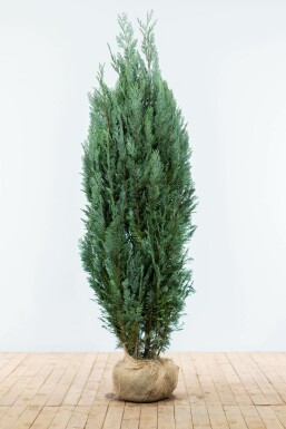 Blaue Scheinzypresse Chamaecyparis lawsoniana Columnaris Glauca Hecke 180-200 Ballen Blaue Scheinzypresse Chamaecyparis Lawsoniana Columnaris Glauca 180-200 cm