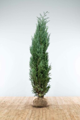 Blaue Scheinzypresse Chamaecyparis lawsoniana Columnaris Glauca Hecke 200-225 Ballen Blaue Scheinzypresse Chamaecyparis Lawsoniana Columnaris Glauca 200-225 cm