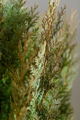 Blaue Scheinzypresse Chamaecyparis Lawsoniana Columnaris Glauca 200-225 cm