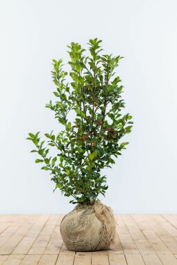 Stechpalme Ilex meserveae Heckenfee Hecke 60-80 Ballen