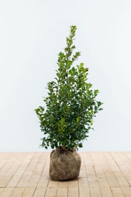 Stechpalme Ilex meserveae Heckenfee Hecke 80-100 Ballen