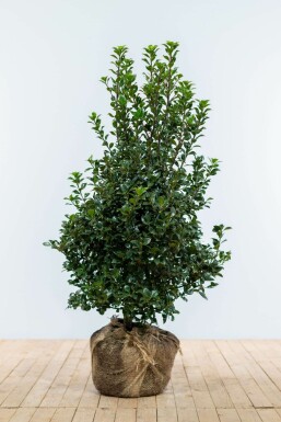 Stechpalme Ilex meserveae Heckenfee Hecke 100-125 Ballen