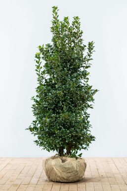 Stechpalme Ilex meserveae Heckenfee Hecke 125-150 Ballen