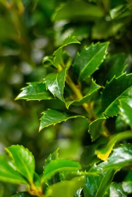 Stechpalme / Ilex Meserveae Heckenfee 125-150 cm