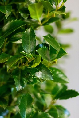 Stechpalme Ilex meserveae Heckenfee Hecke 150-175 Ballen Stechpalme / Ilex Meserveae Heckenfee 150-175 cm