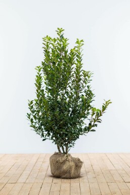 Stechpalme Ilex meserveae Heckenpracht Hecke 60-80 Ballen