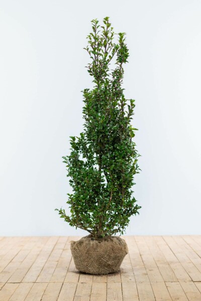 Stechpalme / Ilex Meserveae Heckenpracht 80-100 cm
