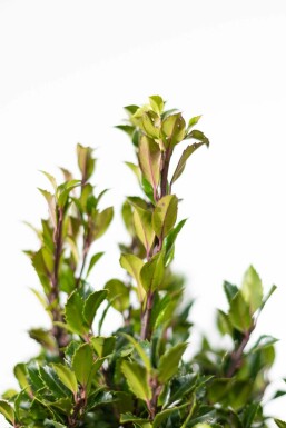 Stechpalme / Ilex Meserveae Heckenpracht 80-100 cm