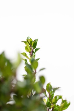 Stechpalme / Ilex Meserveae Heckenpracht 80-100 cm