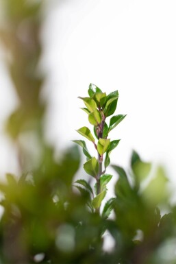 Stechpalme / Ilex Meserveae Heckenpracht 80-100 cm