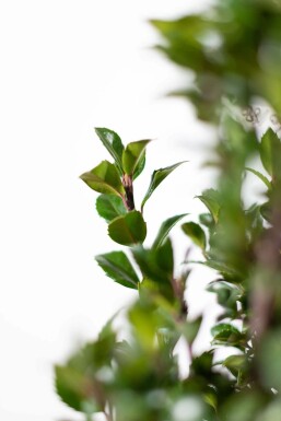 Stechpalme / Ilex Meserveae Heckenpracht 80-100 cm