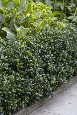 Stechpalme / Ilex Meserveae Heckenpracht 80-100 cm