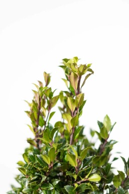 Stechpalme Ilex meserveae Heckenpracht Hecke 100-125 Ballen Stechpalme / Ilex Meserveae Heckenpracht 100-125 cm