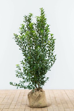 Stechpalme / Ilex Meserveae Heckenpracht