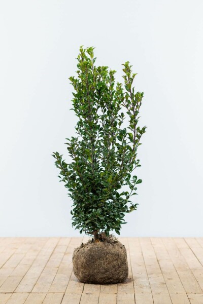 Stechpalme / Ilex Meserveae Heckenstar 60-80 cm