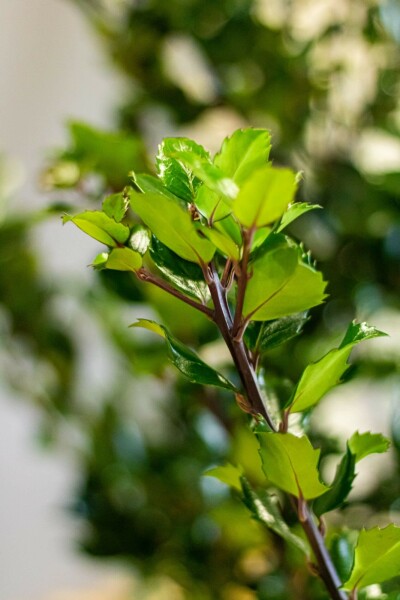 Stechpalme Ilex meserveae Heckenstar Hecke 60-80 Ballen Stechpalme / Ilex Meserveae Heckenstar 60-80 cm