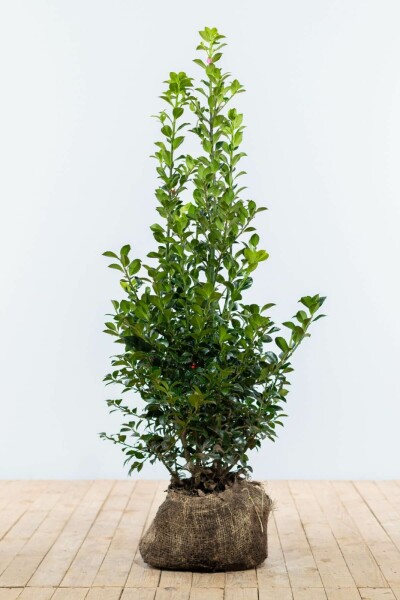 Stechpalme / Ilex Meserveae Heckenstar 80-100 cm
