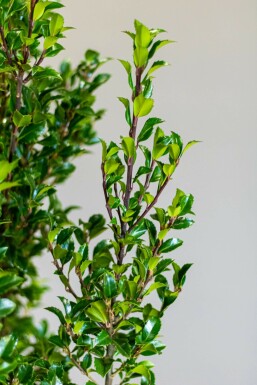 Stechpalme / Ilex Meserveae Heckenstar 80-100 cm