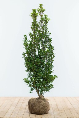 Stechpalme Ilex meserveae Heckenstar Hecke 100-125 Ballen