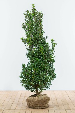 Stechpalme Ilex meserveae Heckenstar Hecke 125-150 Ballen