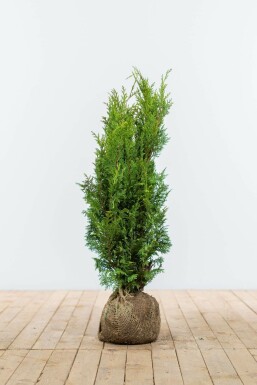 Gelbe Scheinzypresse Chamaecyparis lawsoniana Ivonne Hecke 60-80 Ballen Gelbe Scheinzypresse Chamaecyparis Lawsoniana Ivonne 60-80 cm