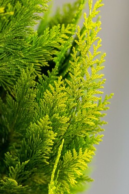 Gelbe Scheinzypresse Chamaecyparis Lawsoniana Ivonne 60-80 cm