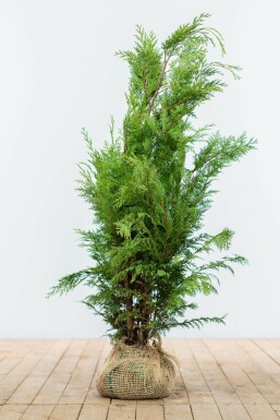 Gelbe Scheinzypresse Chamaecyparis lawsoniana Ivonne Hecke 80-100 Ballen Gelbe Scheinzypresse Chamaecyparis Lawsoniana Ivonne 80-100 cm