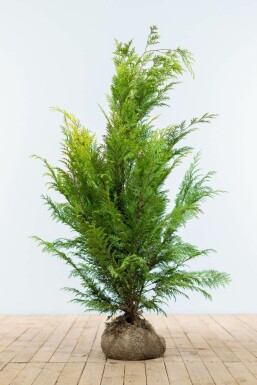 Gelbe Scheinzypresse Chamaecyparis lawsoniana Ivonne Hecke 100-120 Ballen Gelbe Scheinzypresse Chamaecyparis Lawsoniana Ivonne 100-120 cm
