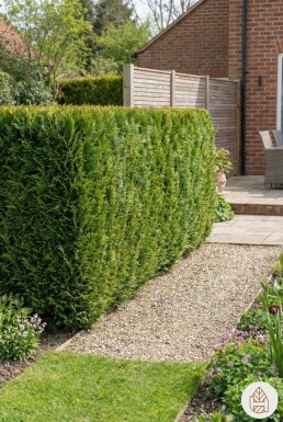 Gelbe Scheinzypresse Chamaecyparis Lawsoniana Ivonne 100-120 cm