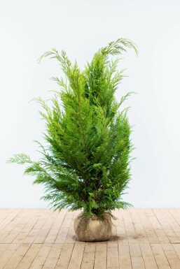 Gelbe Scheinzypresse Chamaecyparis lawsoniana Ivonne Hecke 120-140 Ballen Gelbe Scheinzypresse Chamaecyparis Lawsoniana Ivonne 120-140 cm