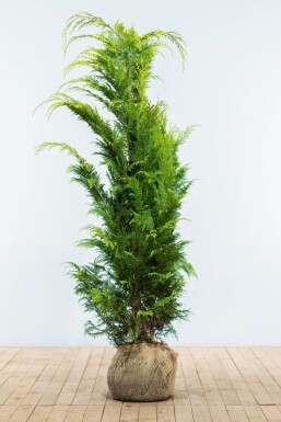 Gelbe Scheinzypresse Chamaecyparis lawsoniana Ivonne Hecke 140-160 Ballen Gelbe Scheinzypresse Chamaecyparis Lawsoniana Ivonne 140-160 cm