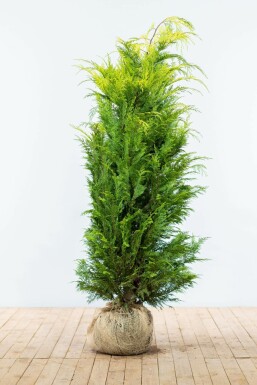 Gelbe Scheinzypresse Chamaecyparis lawsoniana Ivonne Hecke 160-180 Ballen Gelbe Scheinzypresse Chamaecyparis Lawsoniana Ivonne 160-180 cm