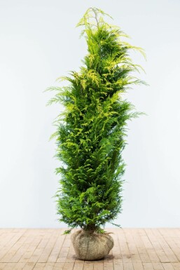 Gelbe Scheinzypresse Chamaecyparis Lawsoniana Ivonne 180-200 cm