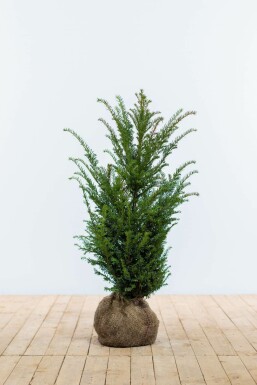 Eiben Taxus baccata Hecke 60-80 Ballen Eiben / Taxus Baccata 60-80 cm