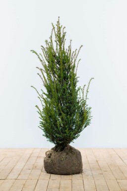 Eiben Taxus baccata Hecke 100-120 Ballen