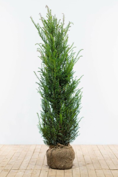 Eiben / Taxus Baccata 120-140 cm