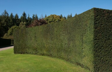 Eiben Taxus baccata Hecke 120-140 Ballen