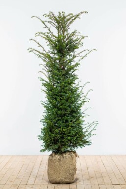 Eiben Taxus baccata Hecke 140-160 Ballen