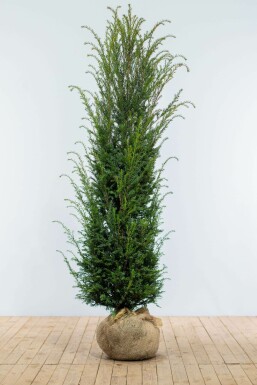 Eiben Taxus baccata Hecke 180-200 Ballen