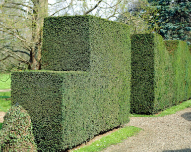 Eiben Taxus baccata Hecke 180-200 Ballen