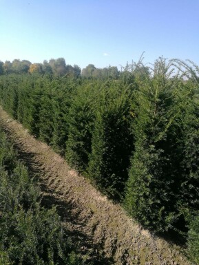 Eiben Taxus baccata Hecke 180-200 Ballen